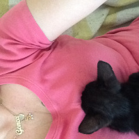 Bombay, Kedi  BİTTER fotoğrafı