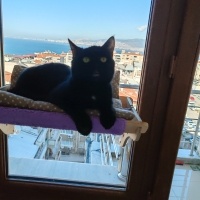 Australian Mist, Kedi  Zeytin fotoğrafı