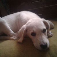 Labrador Retriever, Köpek  Odie fotoğrafı