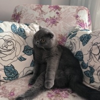 Scottish Fold, Kedi  Şeftali fotoğrafı