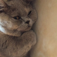 British Shorthair, Kedi  Lila fotoğrafı