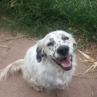 İngiliz Setter, Köpek  Boncuk fotoğrafı