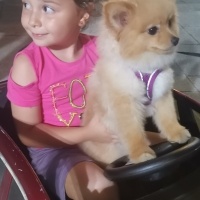 Pomeranyalı, Köpek  Gölge fotoğrafı