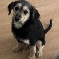 Fox Terrier (Smooth), Köpek  Terrier erkek Köpek Pati yuva arıyor. Ücretsiz fotoğrafı