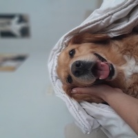 Golden Retriever, Köpek  Şans fotoğrafı
