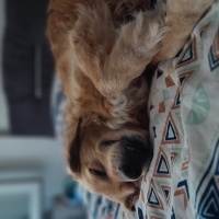 Golden Retriever, Köpek  Şans fotoğrafı