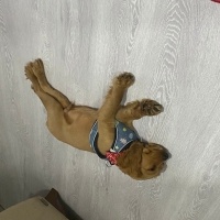 Amerikan Cocker Spaniel, Köpek  Mocha fotoğrafı