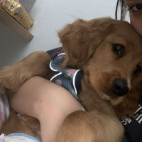 Amerikan Cocker Spaniel, Köpek  Mocha fotoğrafı