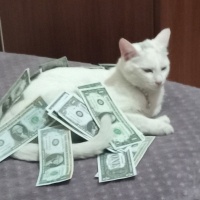 Van Kedisi, Kedi  Pamuk prenses fotoğrafı