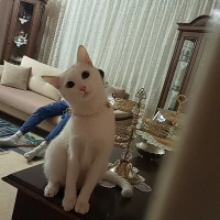Van Kedisi, Kedi  Pamuk prenses fotoğrafı