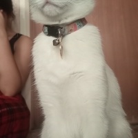 Van Kedisi, Kedi  Pamuk prenses fotoğrafı