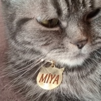 Van Kedisi, Kedi  Pamuk prenses fotoğrafı