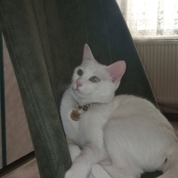 Van Kedisi, Kedi  Pamuk prenses fotoğrafı