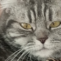 Van Kedisi, Kedi  Pamuk prenses fotoğrafı