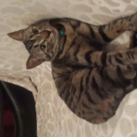 Tekir Kedi, Kedi  Bubble gum fotoğrafı