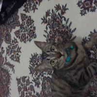 Tekir Kedi, Kedi  Bubble gum fotoğrafı