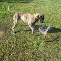 Sokö (Sokak Köpeği), Köpek  SHEERA fotoğrafı