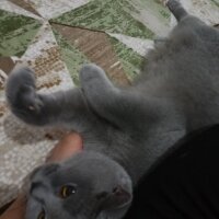 British Shorthair, Kedi  Hera fotoğrafı