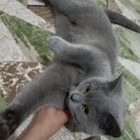 British Shorthair, Kedi  Hera fotoğrafı