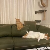 Tekir Kedi, Kedi  Nisan Anais fotoğrafı