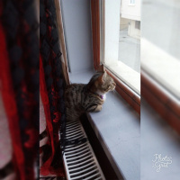 Tekir Kedi, Kedi  Pati fotoğrafı