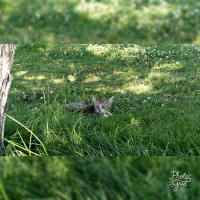 Tekir Kedi, Kedi  Pati fotoğrafı
