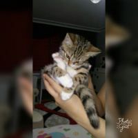 Tekir Kedi, Kedi  Pati fotoğrafı