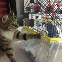 Tekir Kedi, Kedi  Pati fotoğrafı
