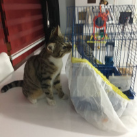 Tekir Kedi, Kedi  Pati fotoğrafı