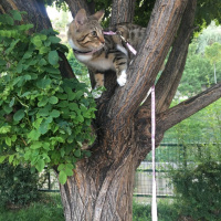 Tekir Kedi, Kedi  Pati fotoğrafı