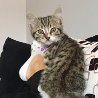 Tekir Kedi, Kedi  Pati fotoğrafı