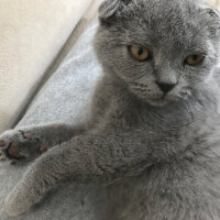 Scottish Fold, Kedi  Nohut fotoğrafı