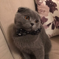 Scottish Fold, Kedi  Nohut fotoğrafı