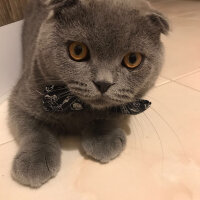 Scottish Fold, Kedi  Nohut fotoğrafı