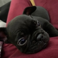 Fransız Bulldog, Köpek  Maya fotoğrafı