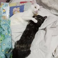 Ankara Kedisi, Kedi  Maviş fotoğrafı