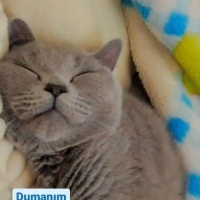 British Shorthair, Kedi  Duman fotoğrafı