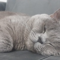 British Shorthair, Kedi  Duman fotoğrafı