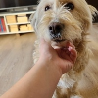 Airedale Terrier, Köpek  Luna fotoğrafı