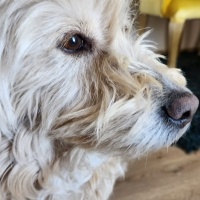 Airedale Terrier, Köpek  Luna fotoğrafı