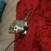 Tekir Kedi, Kedi  Kontes fotoğrafı