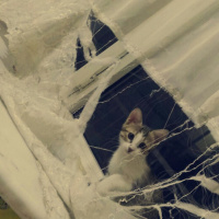 Tekir Kedi, Kedi  Kontes fotoğrafı