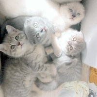 Scottish Fold, Kedi  gümüş fotoğrafı