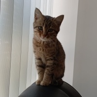Tekir Kedi, Kedi  MERCAN fotoğrafı