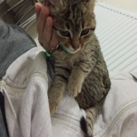 Tekir Kedi, Kedi  MERCAN fotoğrafı