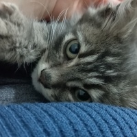 Maine Coon, Kedi  GECE fotoğrafı