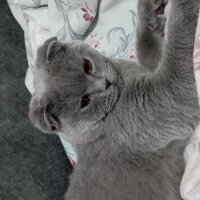 Scottish Fold, Kedi  Kral fotoğrafı