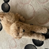 Poodle(Standart Kaniş), Köpek  Mik fotoğrafı