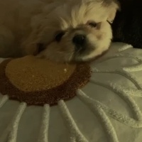 Pekingese, Köpek  Sıfır numara pekinez fotoğrafı