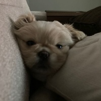 Pekingese, Köpek  Sıfır numara pekinez fotoğrafı